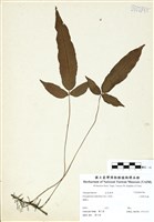 藏品(三葉新月蕨)的圖片